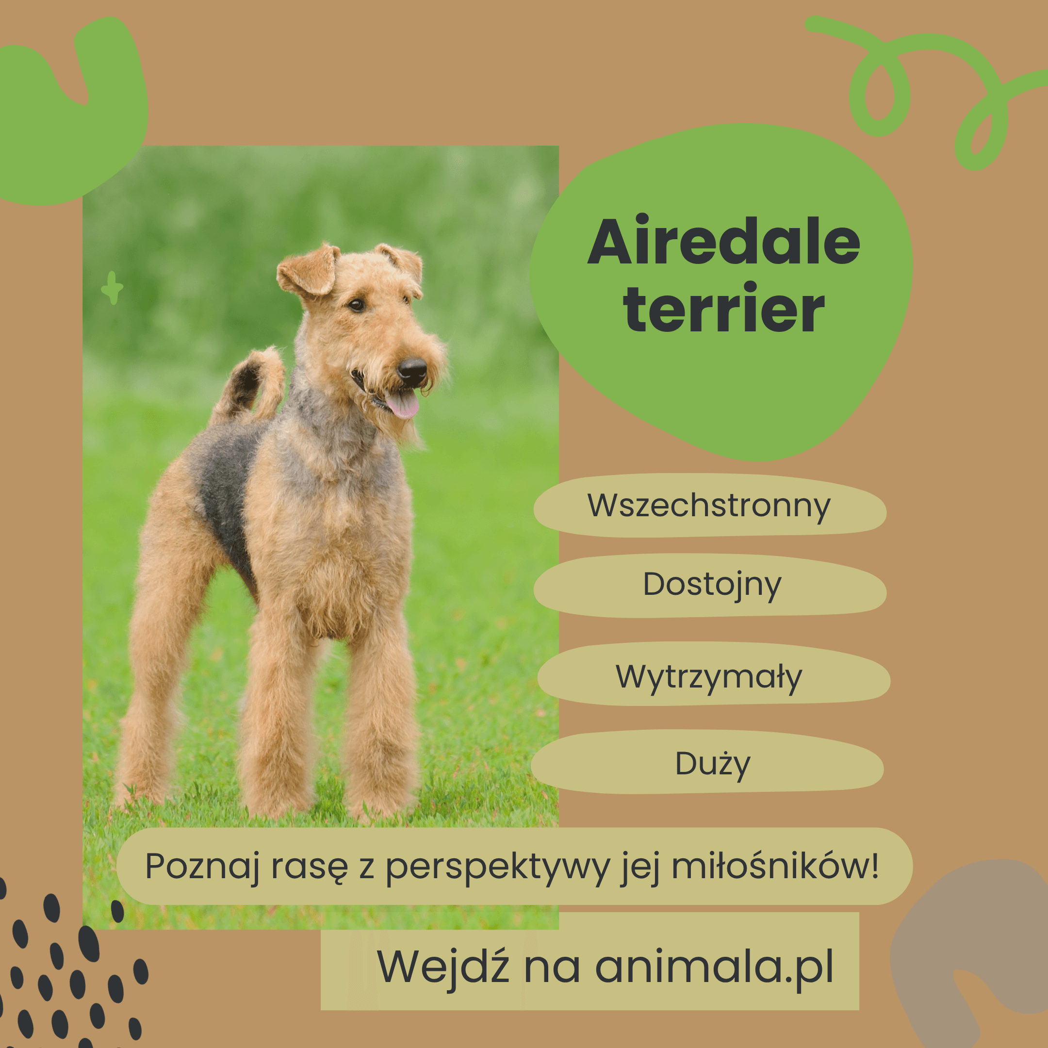 Airedale terrier_grafika.png