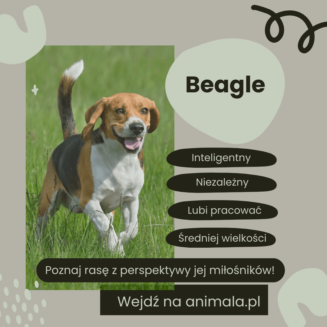 Beagle - grafika.png