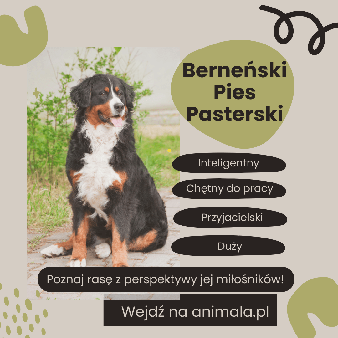 Berneński Pies Pasterski - grafika.png