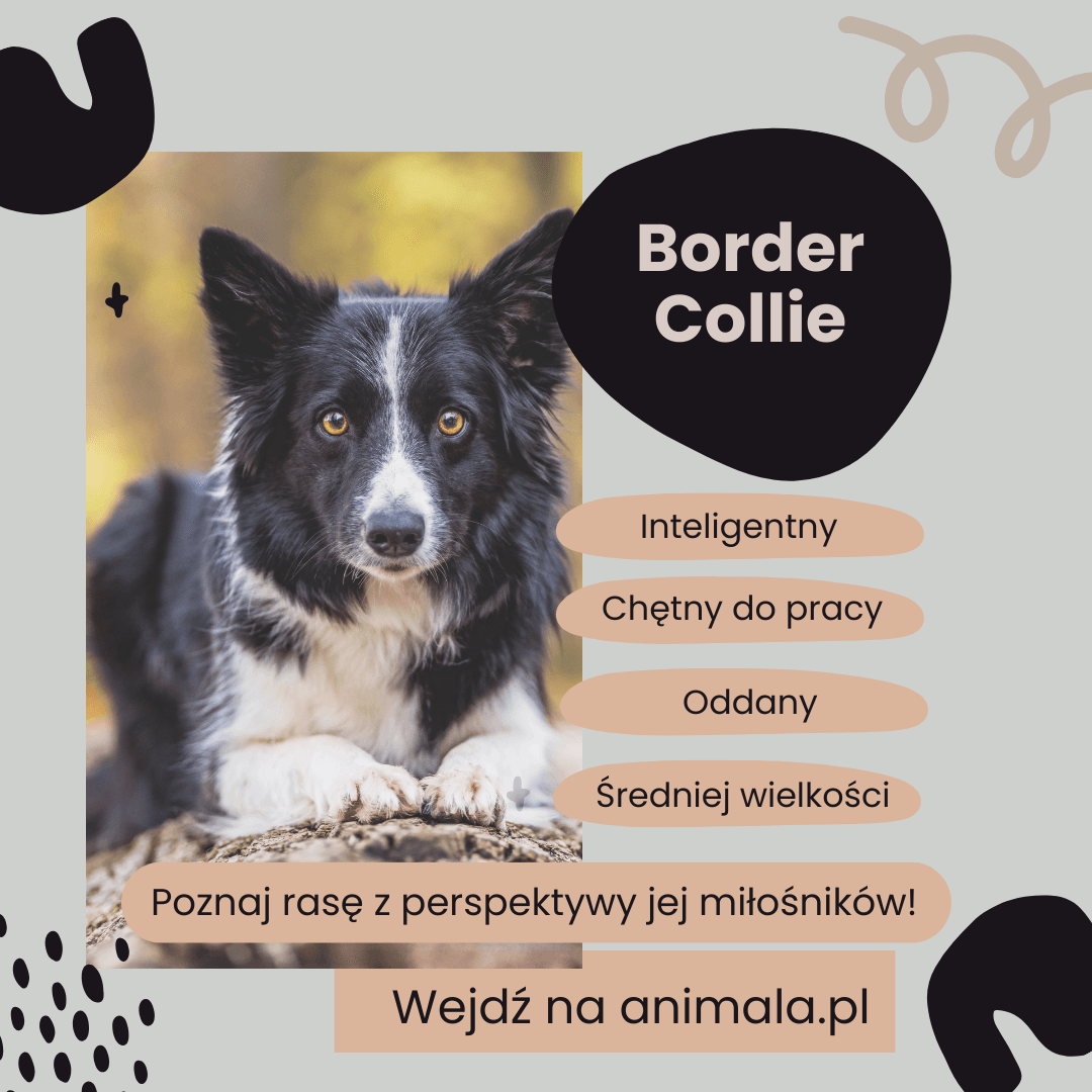 Border Collie - grafika.png