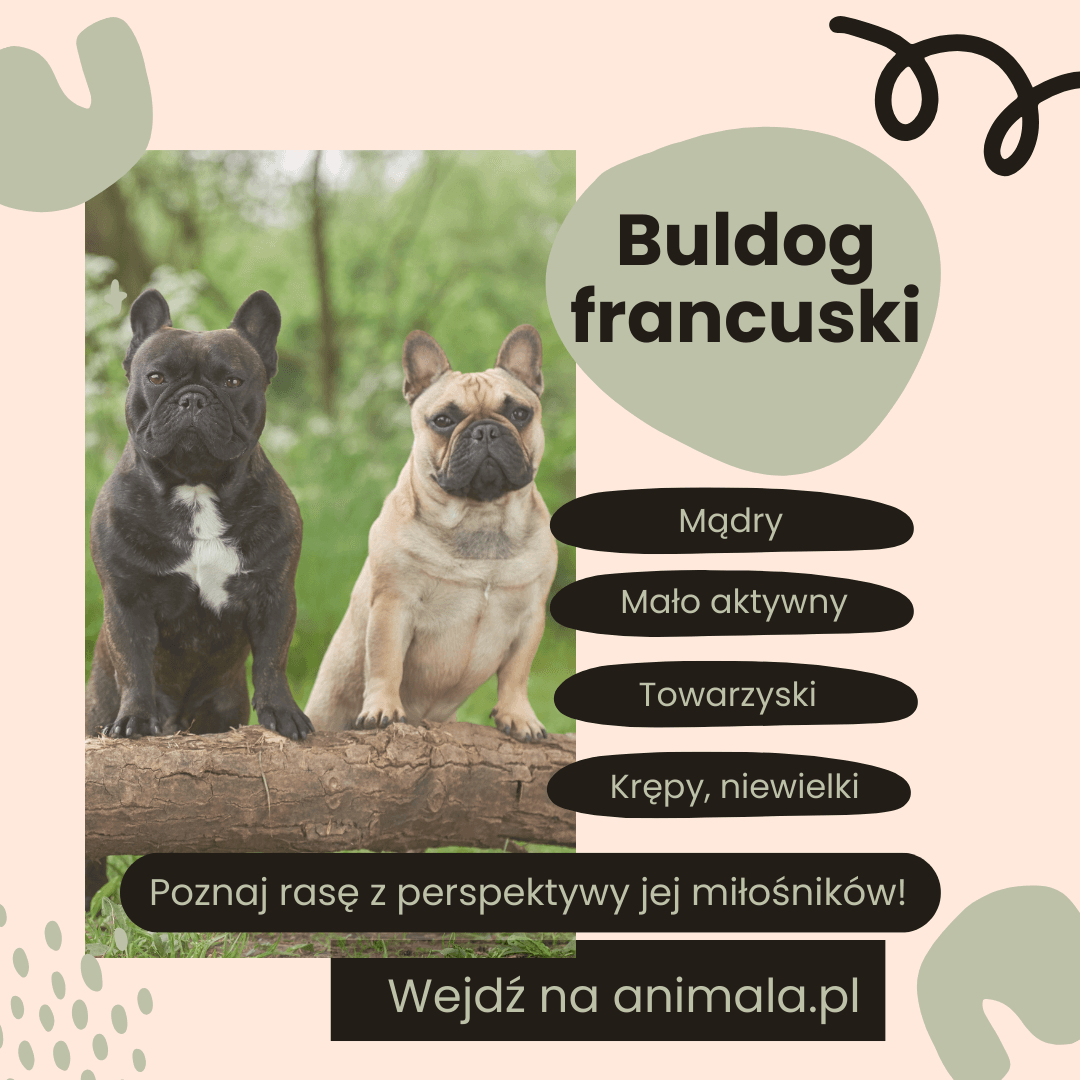 Buldog francuski - grafika.png