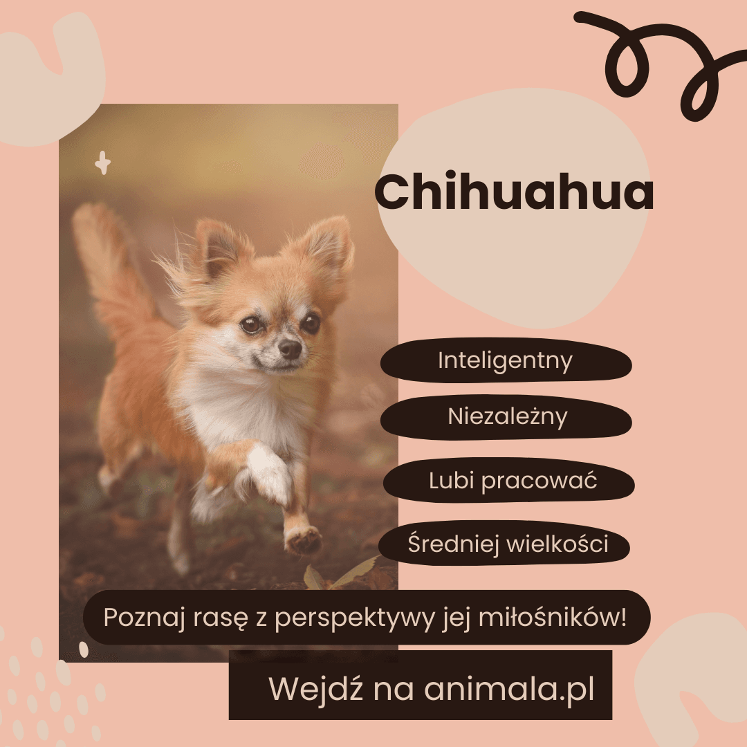 Chihuahua - grafika.png