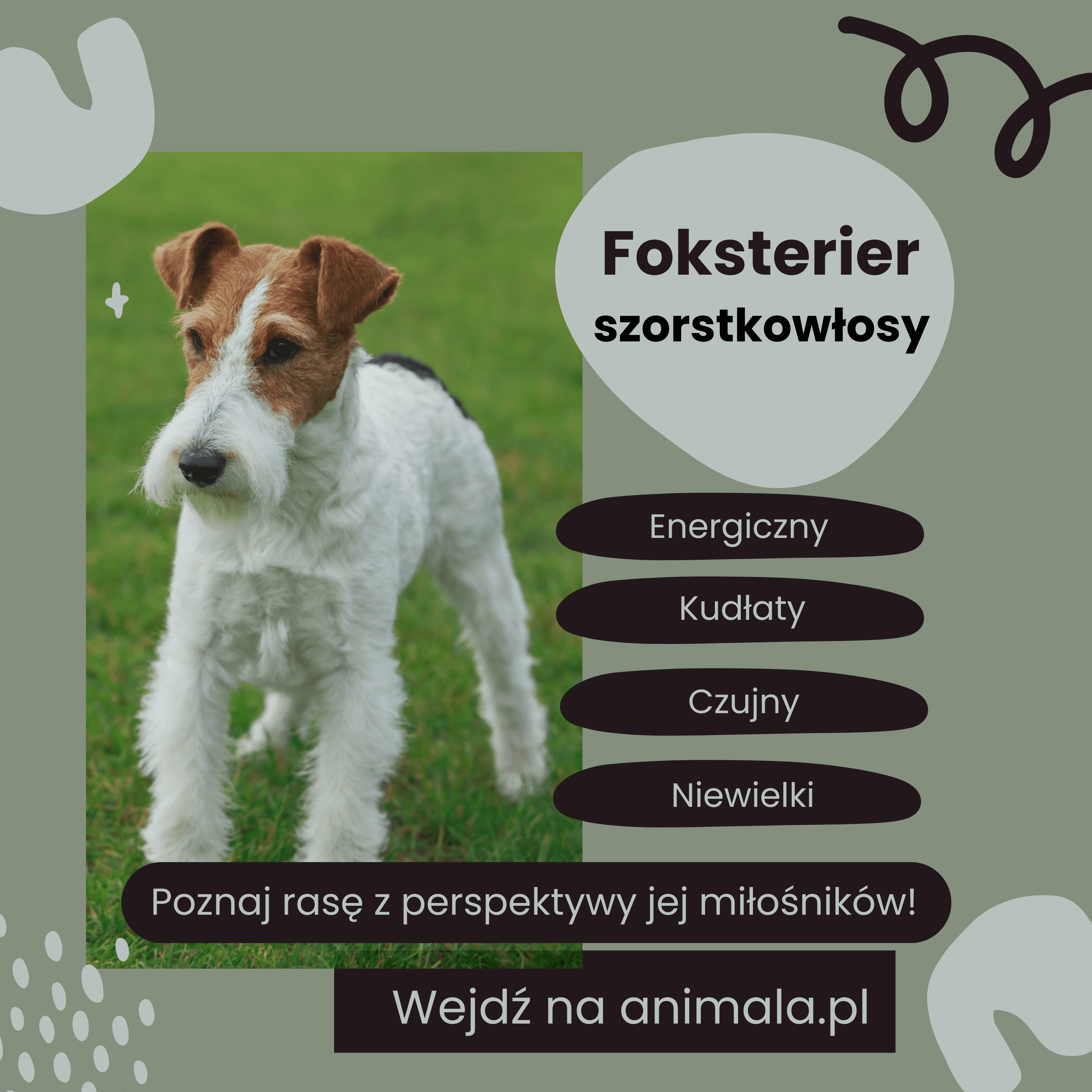 Foksterier szorstkowłosy - grafika.png