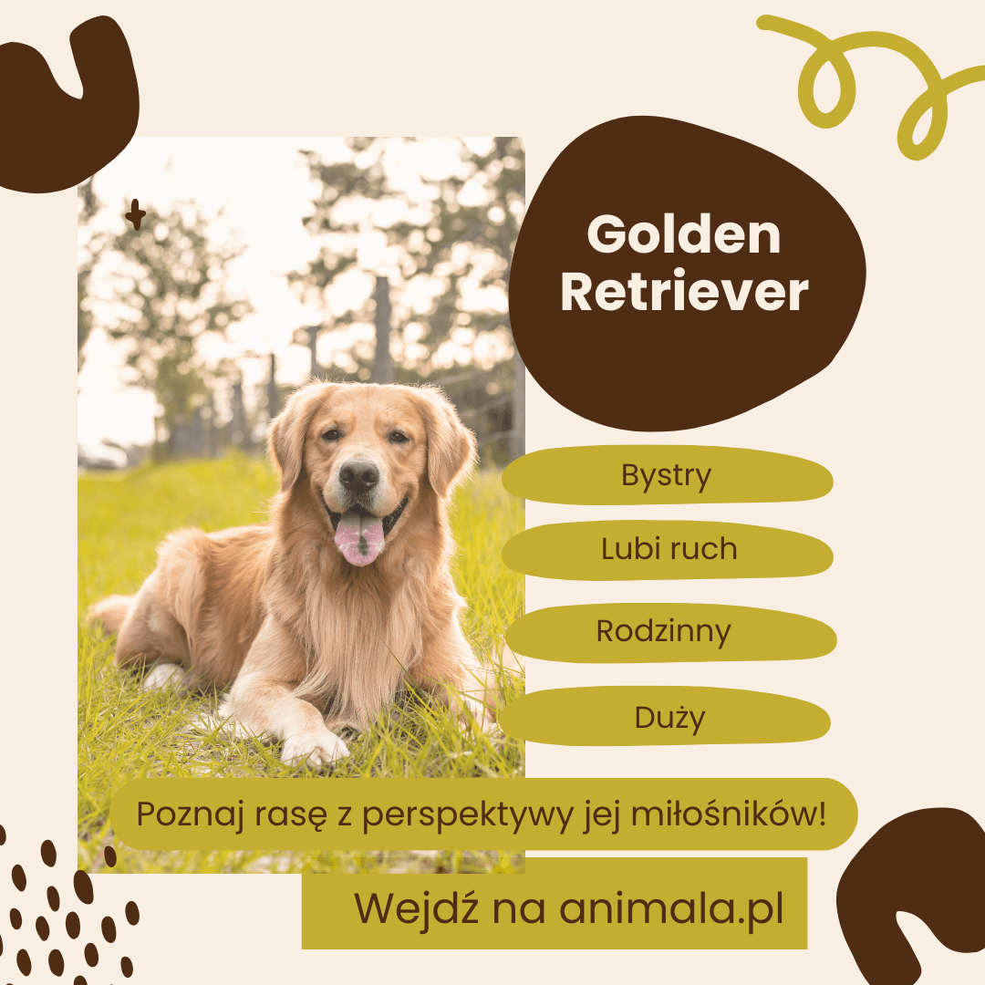 Golden Retriever - grafika.png