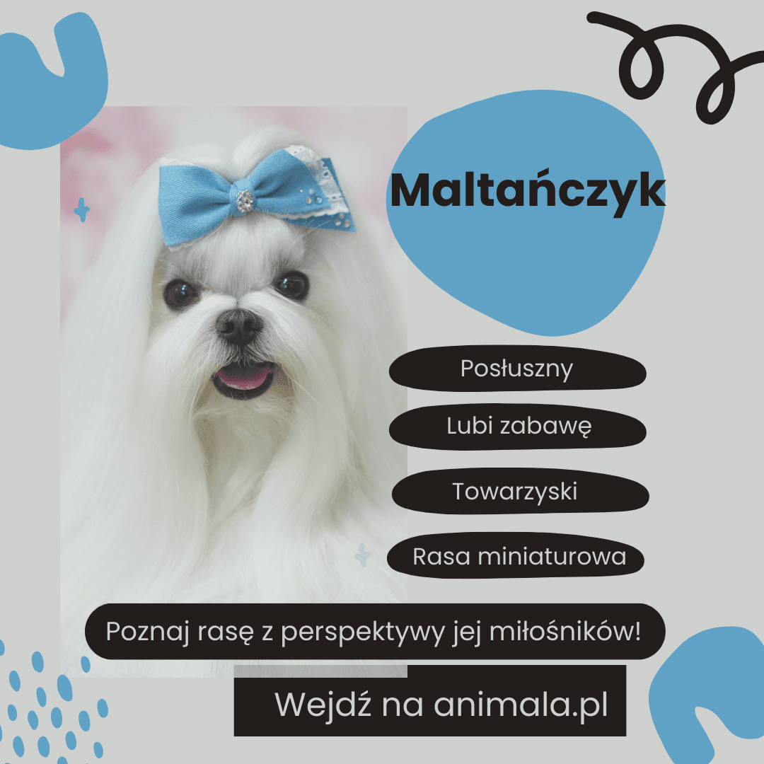 Maltańczyk - grafika.png