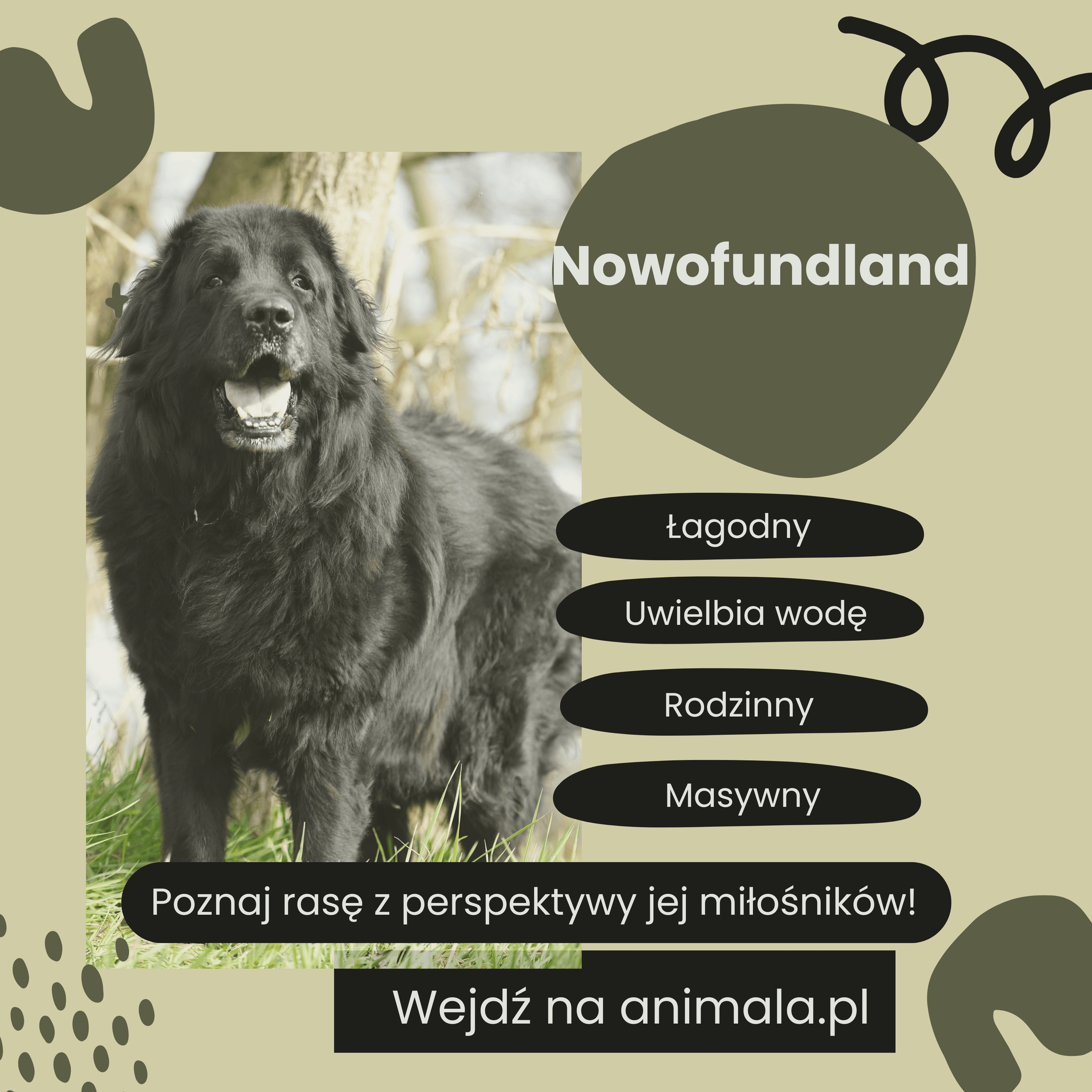 Nowofundland.png