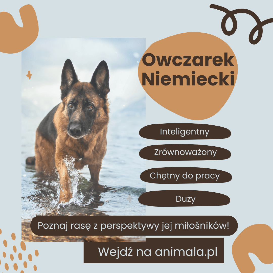 Owczarek Niemiecki - grafika (1).png