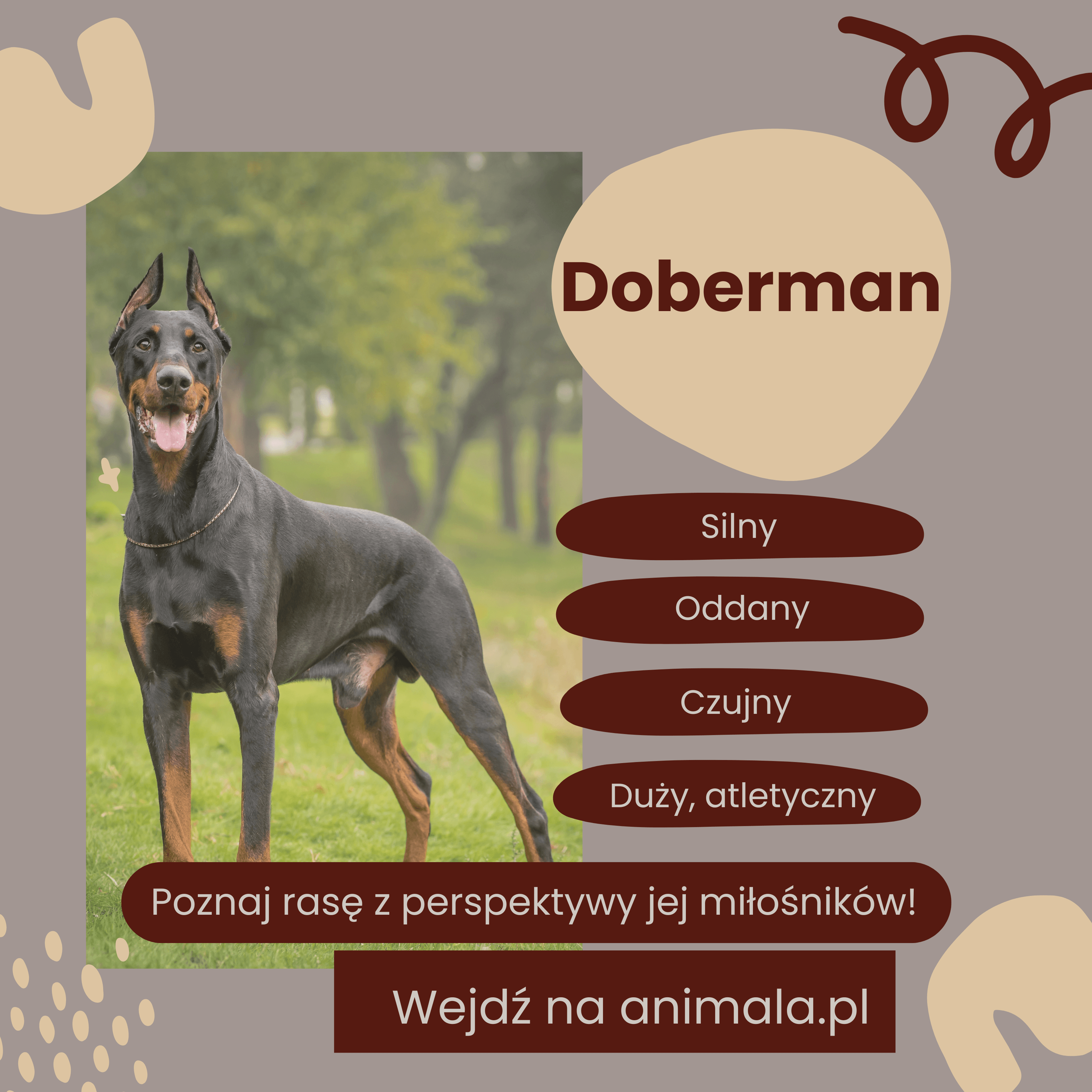 Rasy psów animala.png