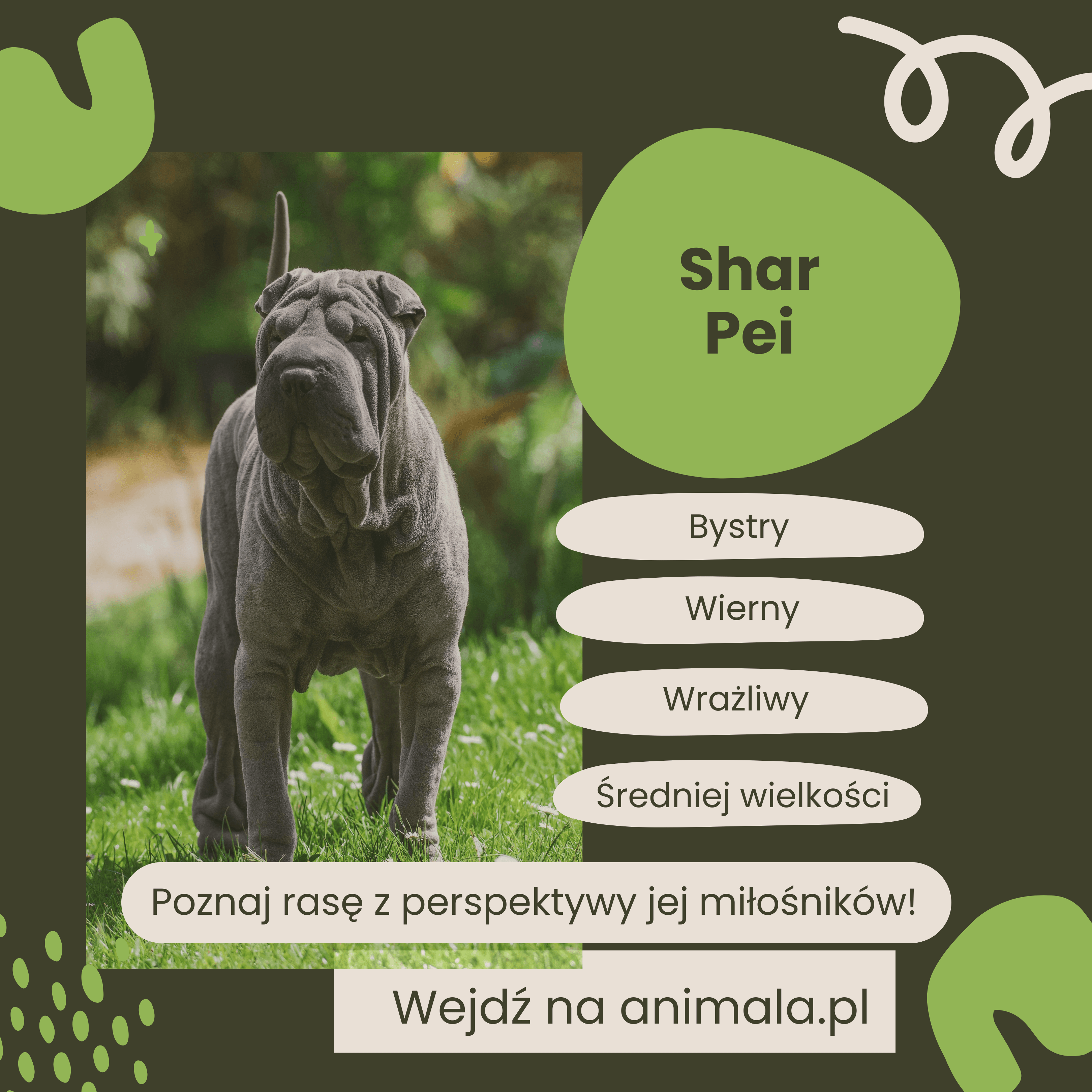 Rasy psów shar pei.png