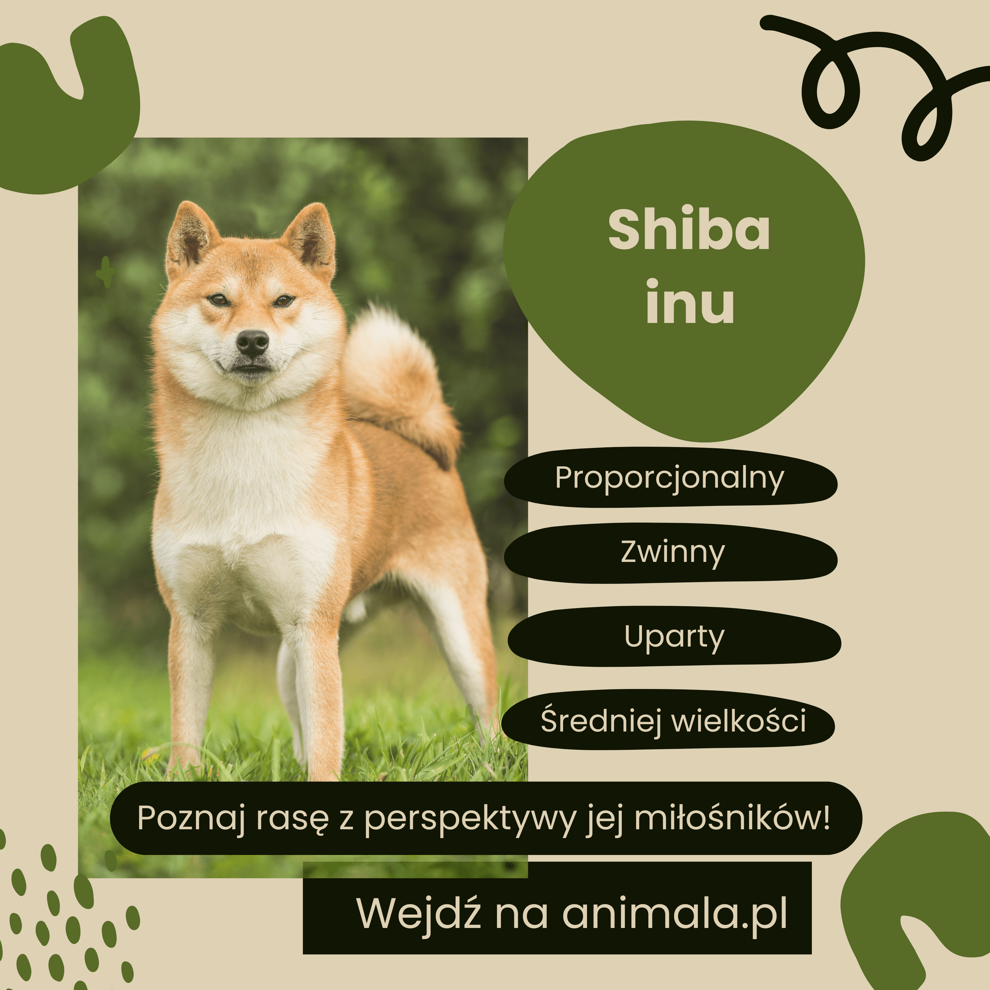 Shiba Inu.png