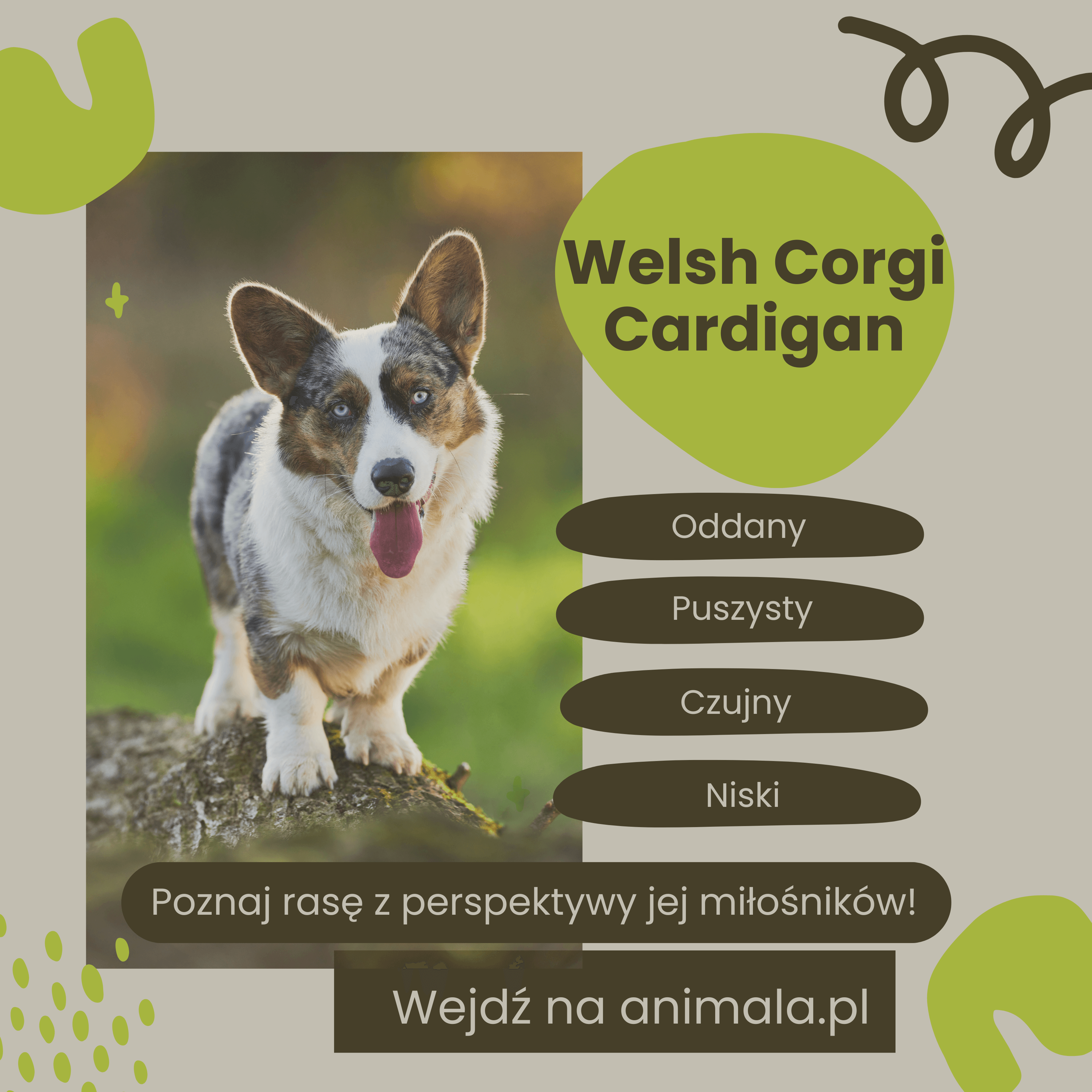 Welsh Corgi Cardigan_grafika.png