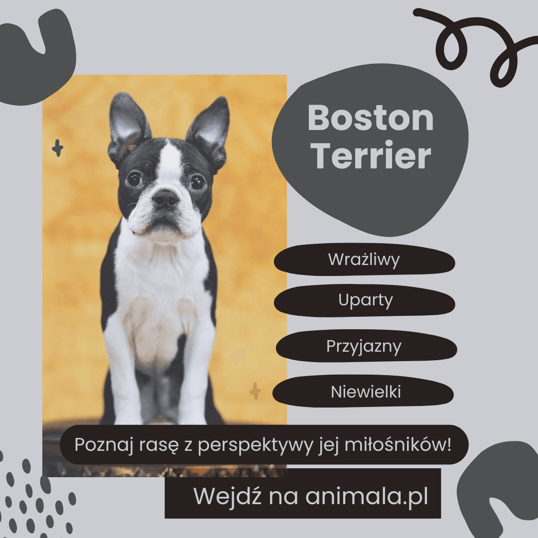 boston_grafika.png