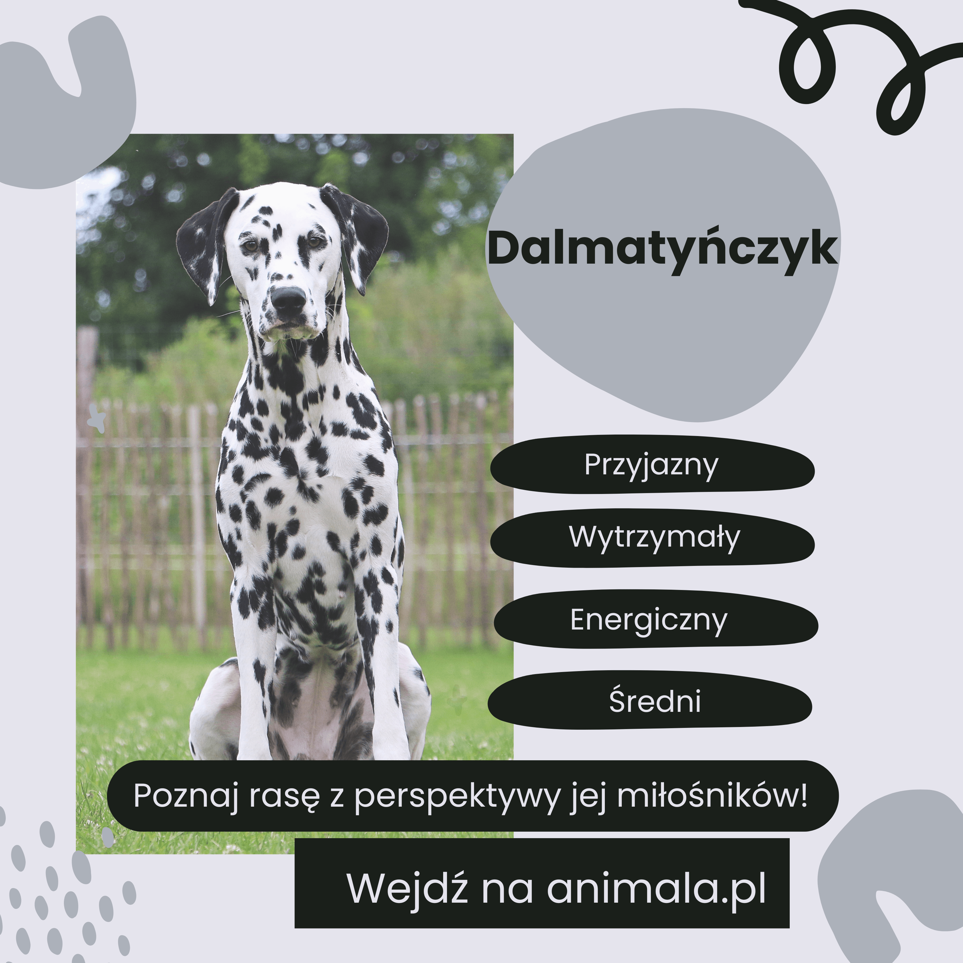 dalmatynczyk_grafika.png