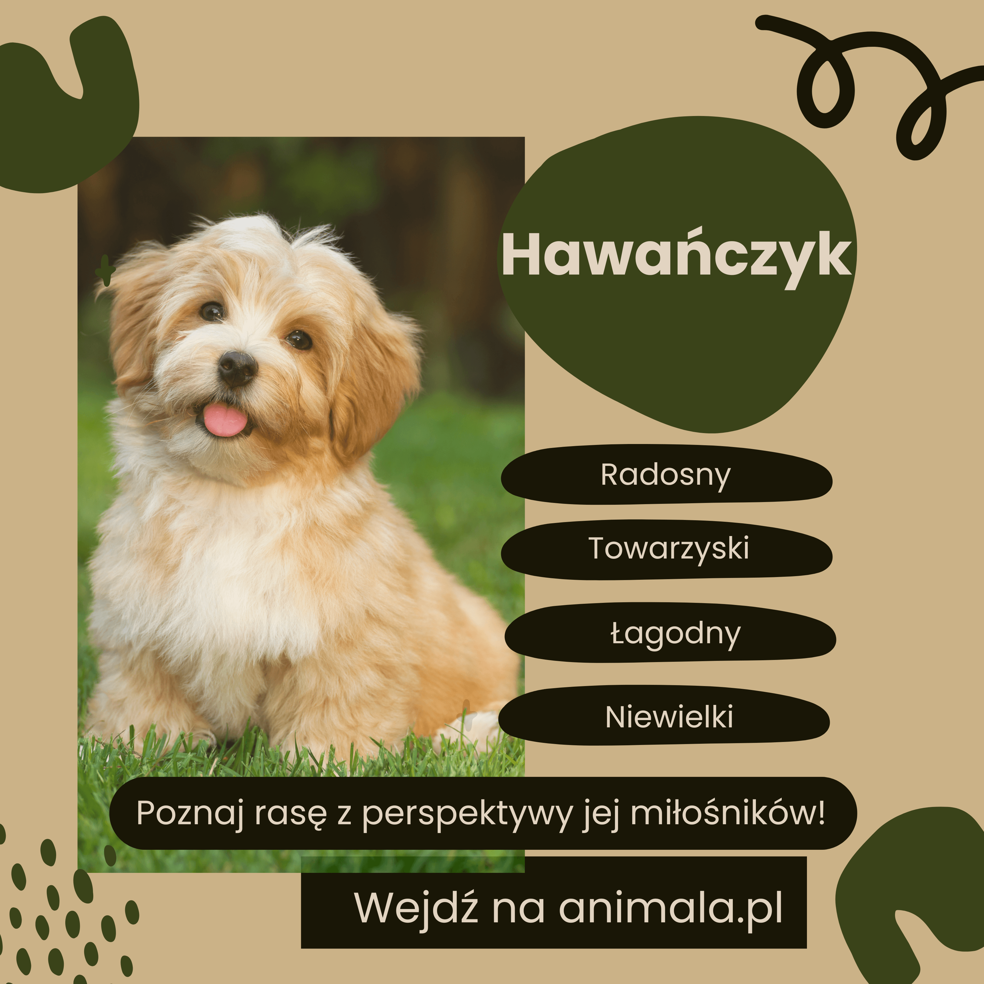 hawanczyk - grafika.png