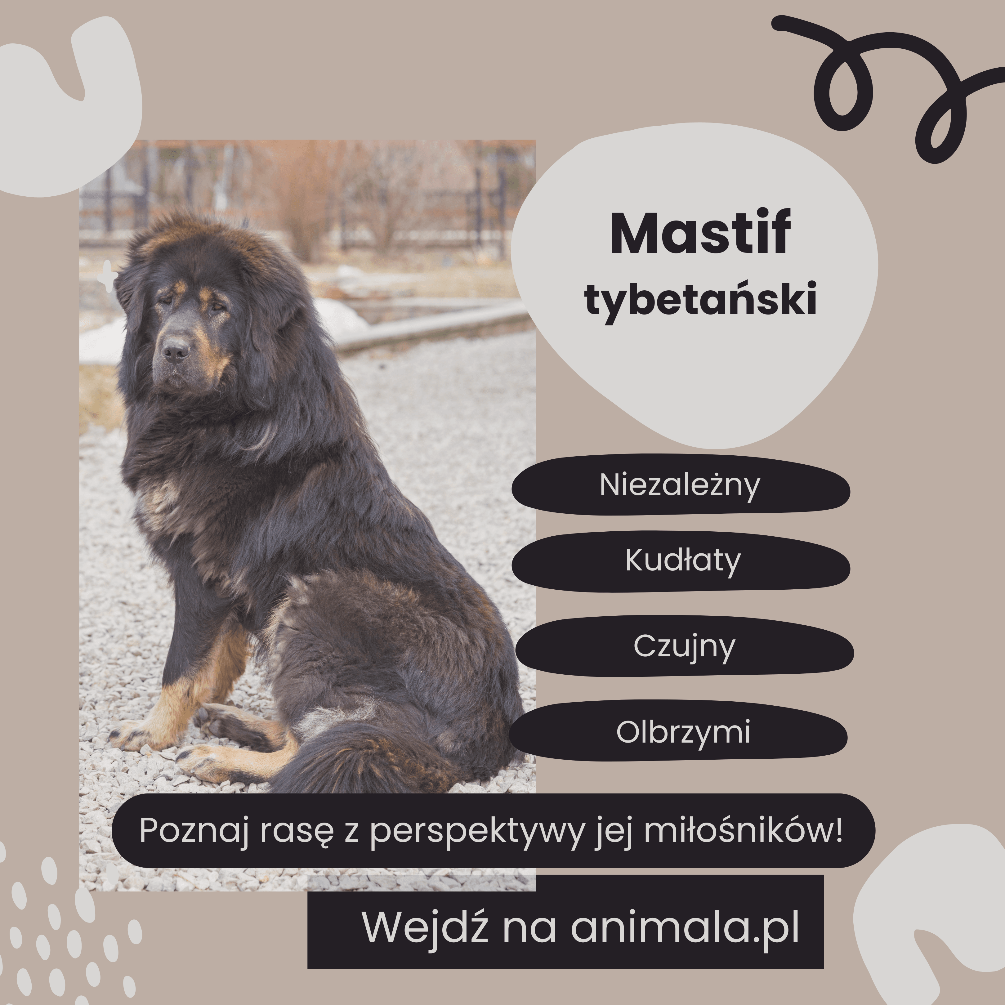 mastif_tybetanski_grafika.png
