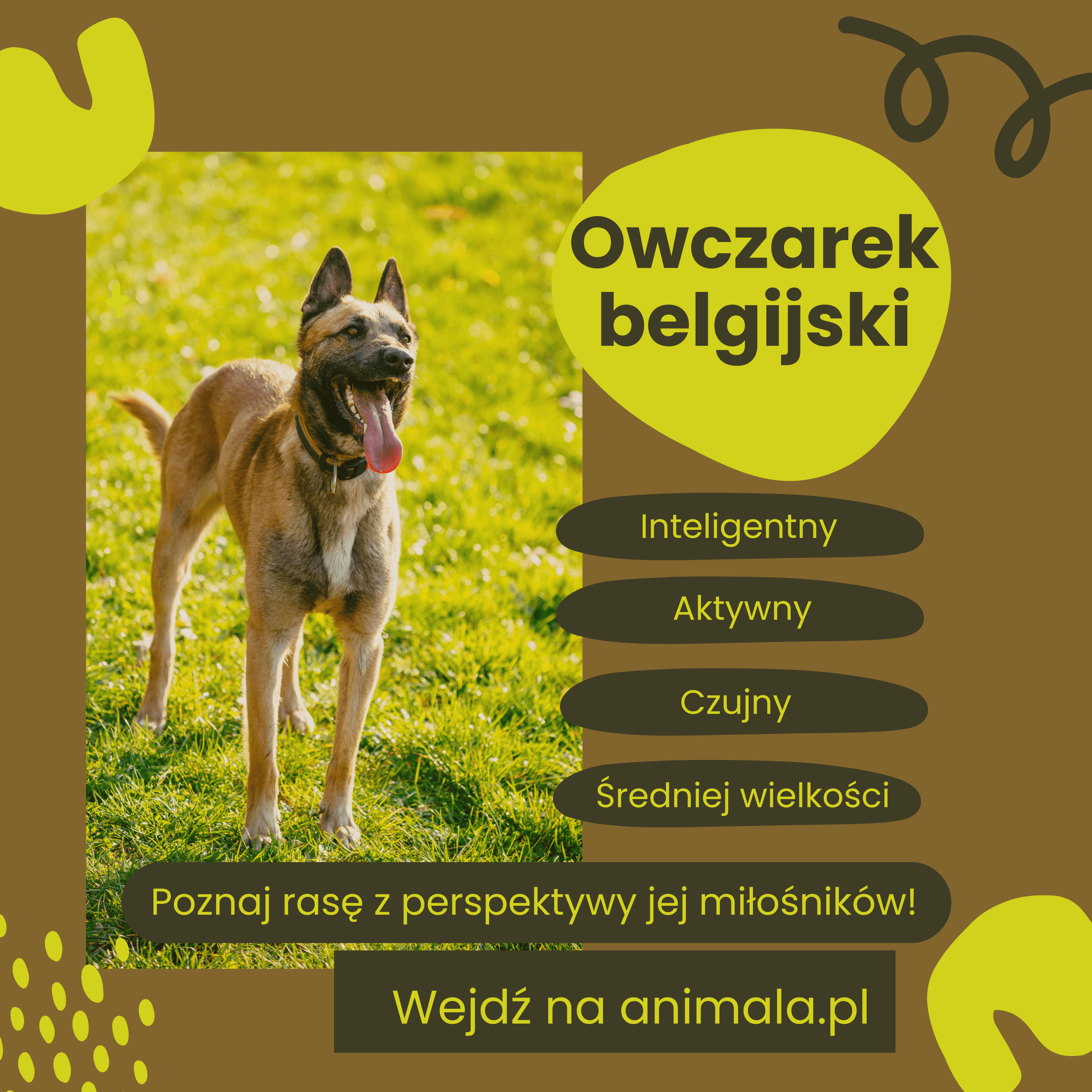 owczarek belgijski.png