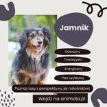 Jamnik - standard rasy, pielęgnacja, koszty, hodowle FCI
